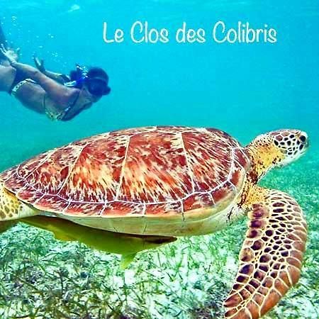 Lodge Colibris Piscine Privee Vue Panoramique Mer Et Montagne Pelee , 500 M Plage Dans Un Parc , Calme Assure Ideal Pour Decouvrir Le Nord Caraibes Le Carbet Eksteriør billede