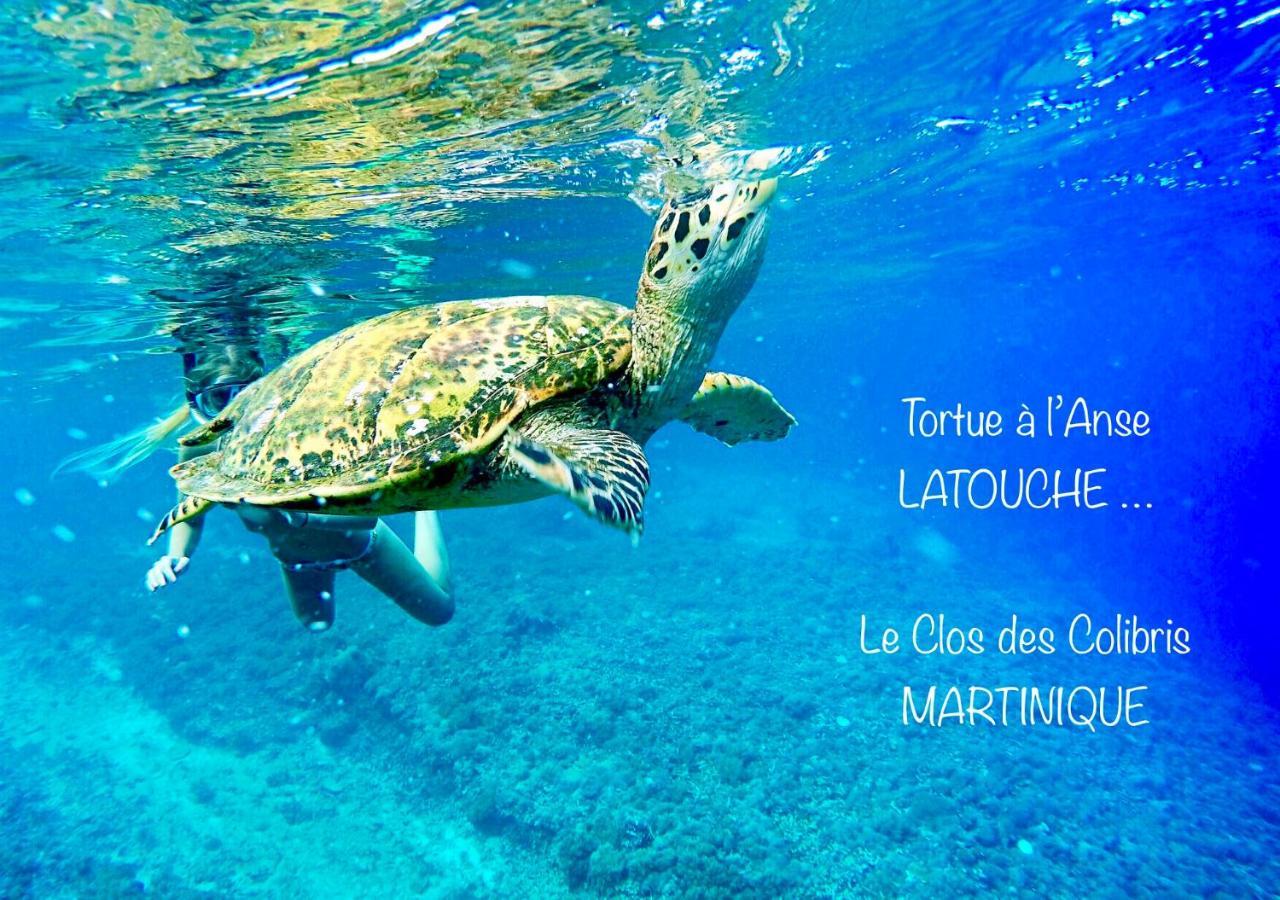 Lodge Colibris Piscine Privee Vue Panoramique Mer Et Montagne Pelee , 500 M Plage Dans Un Parc , Calme Assure Ideal Pour Decouvrir Le Nord Caraibes Le Carbet Eksteriør billede