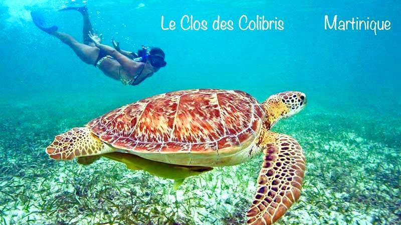 Lodge Colibris Piscine Privee Vue Panoramique Mer Et Montagne Pelee , 500 M Plage Dans Un Parc , Calme Assure Ideal Pour Decouvrir Le Nord Caraibes Le Carbet Eksteriør billede